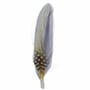 Hat Feather by Stetson blue-yellow